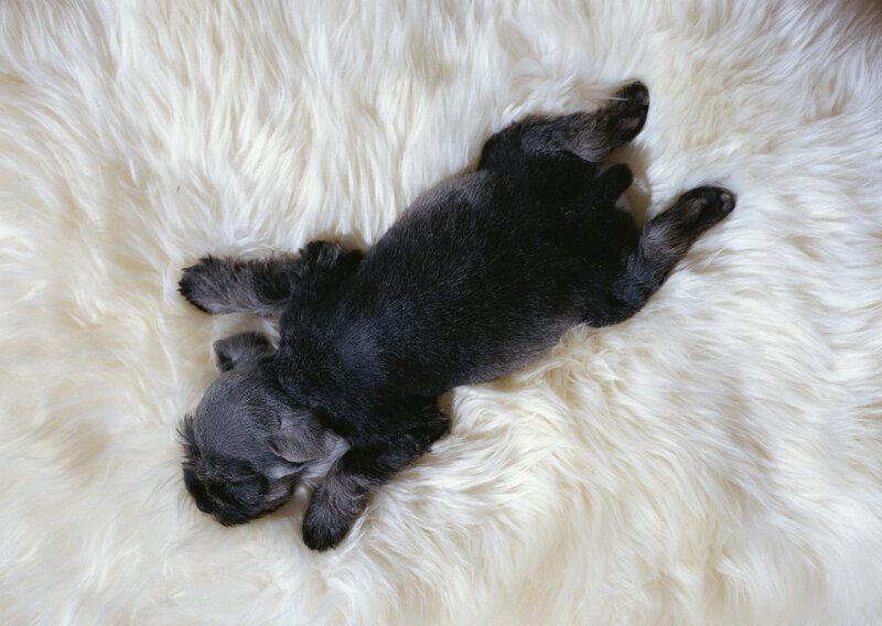 sleeping black puppy on white rug