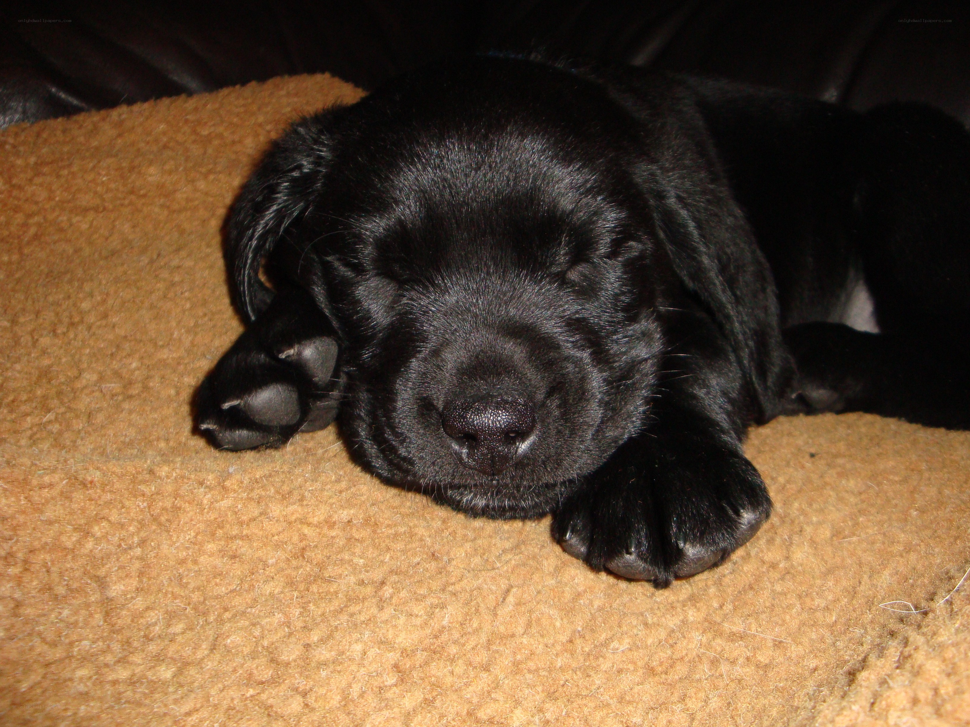 Sleeping black puppy