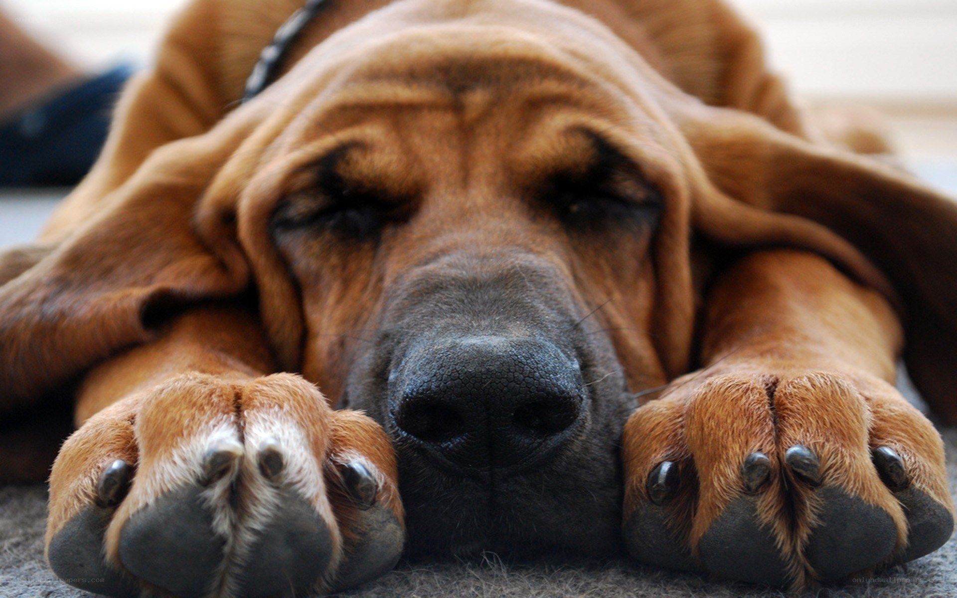sleeping bloodhound dog