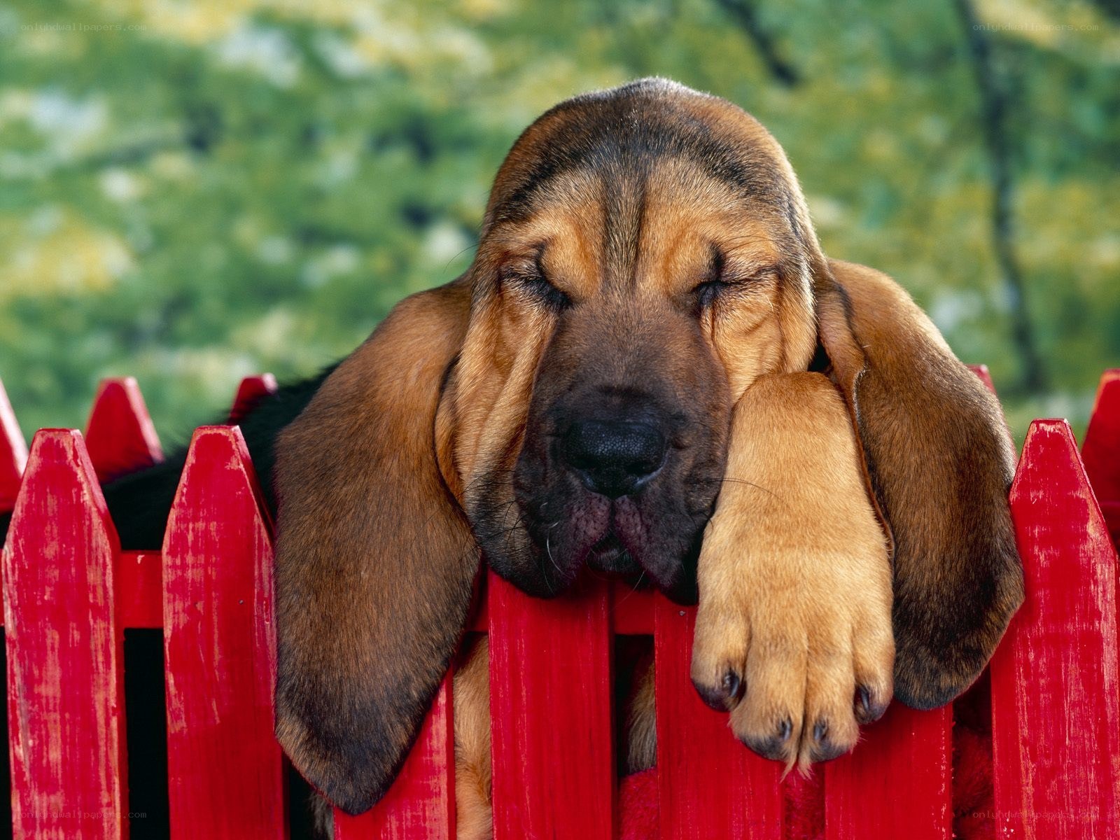 sleeping bloodhound puppy
