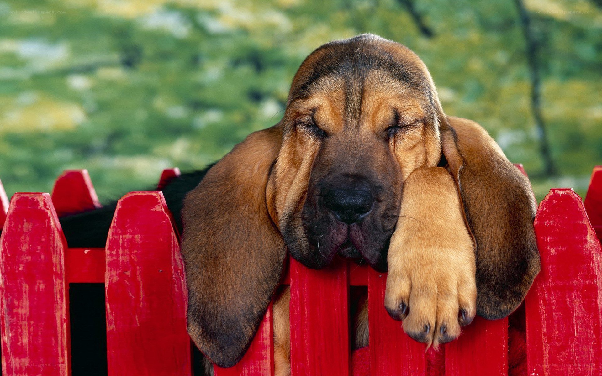 sleeping bloodhound puppy