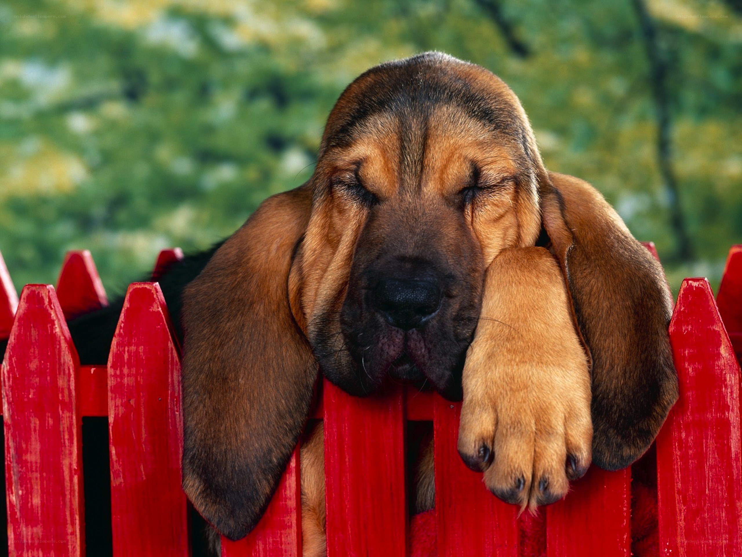 sleeping bloodhound puppy