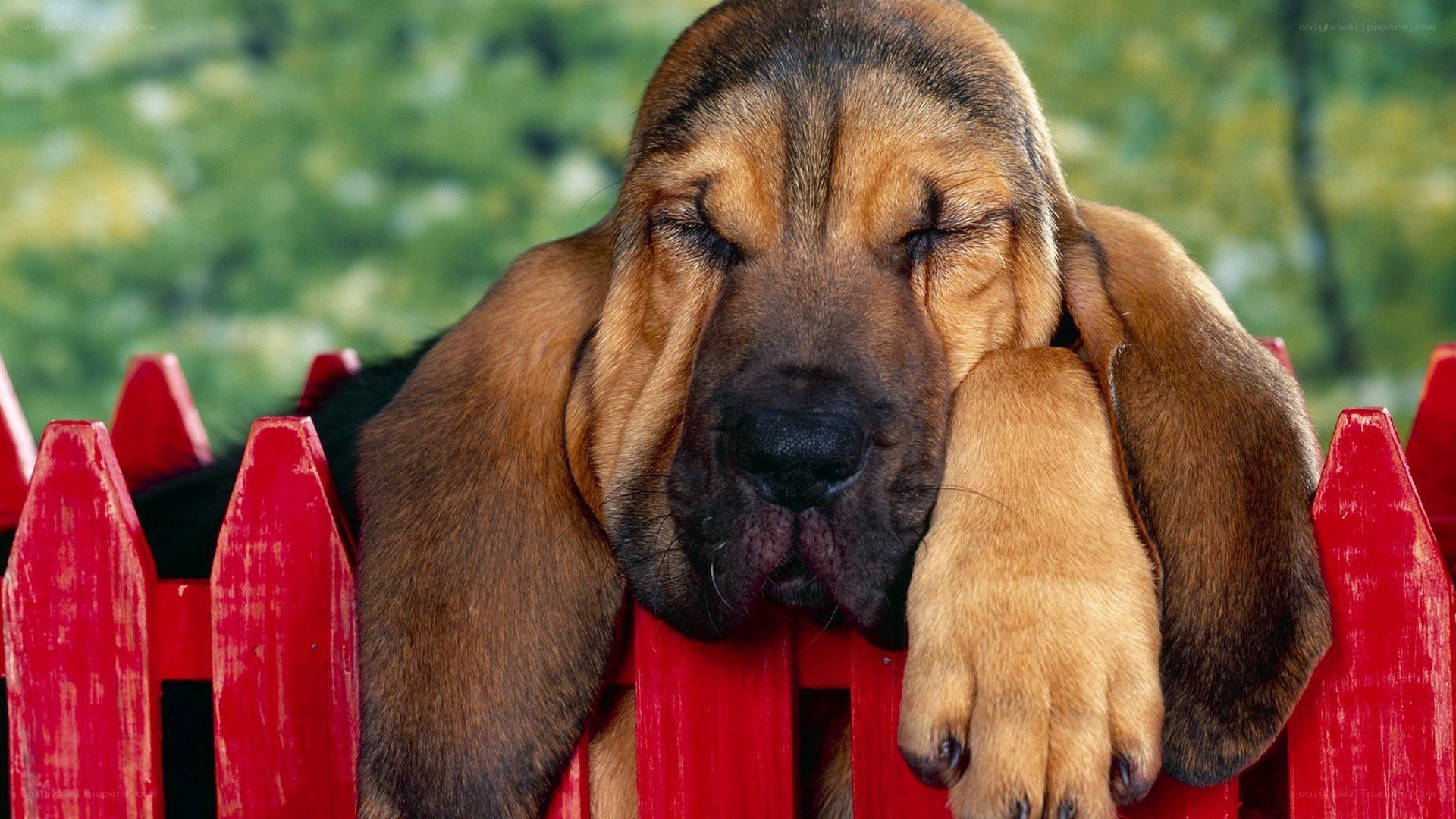 sleeping bloodhound puppy