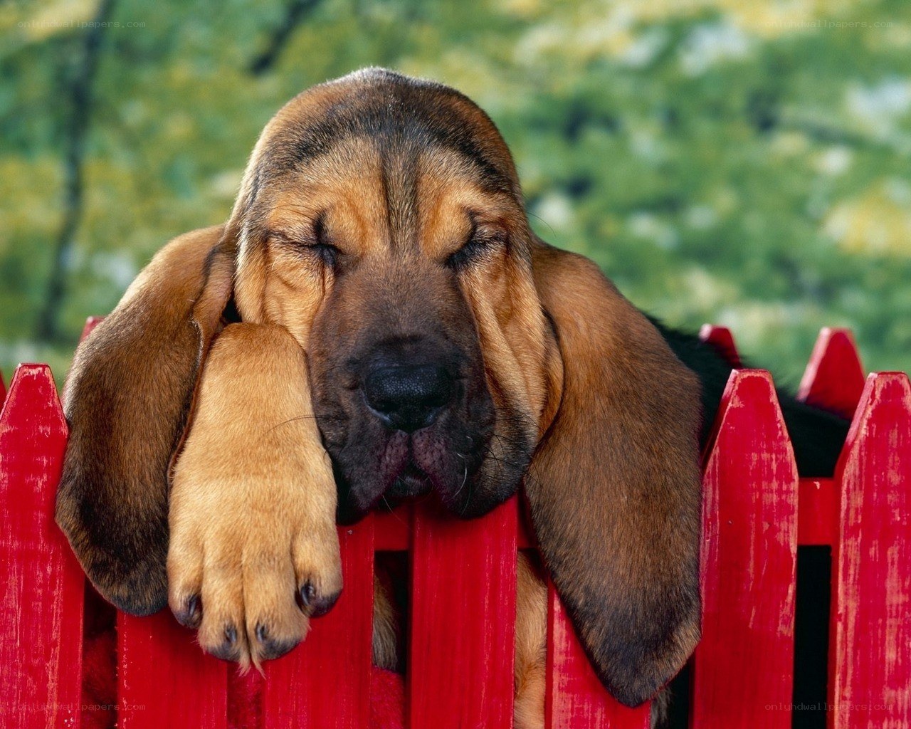 sleeping bloodhound puppy