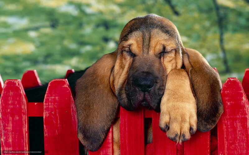 Sleeping Bloodhound Puppy — Red