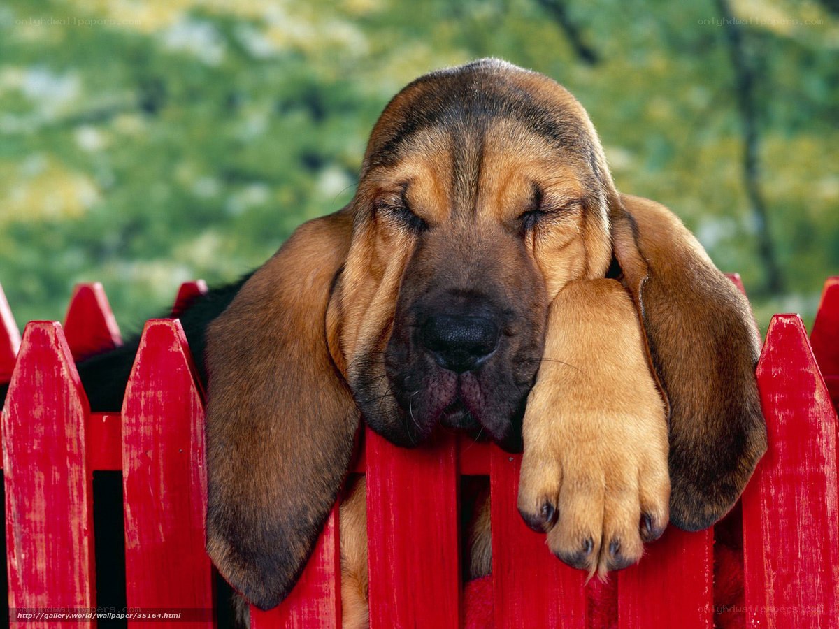 sleeping bloodhound puppy