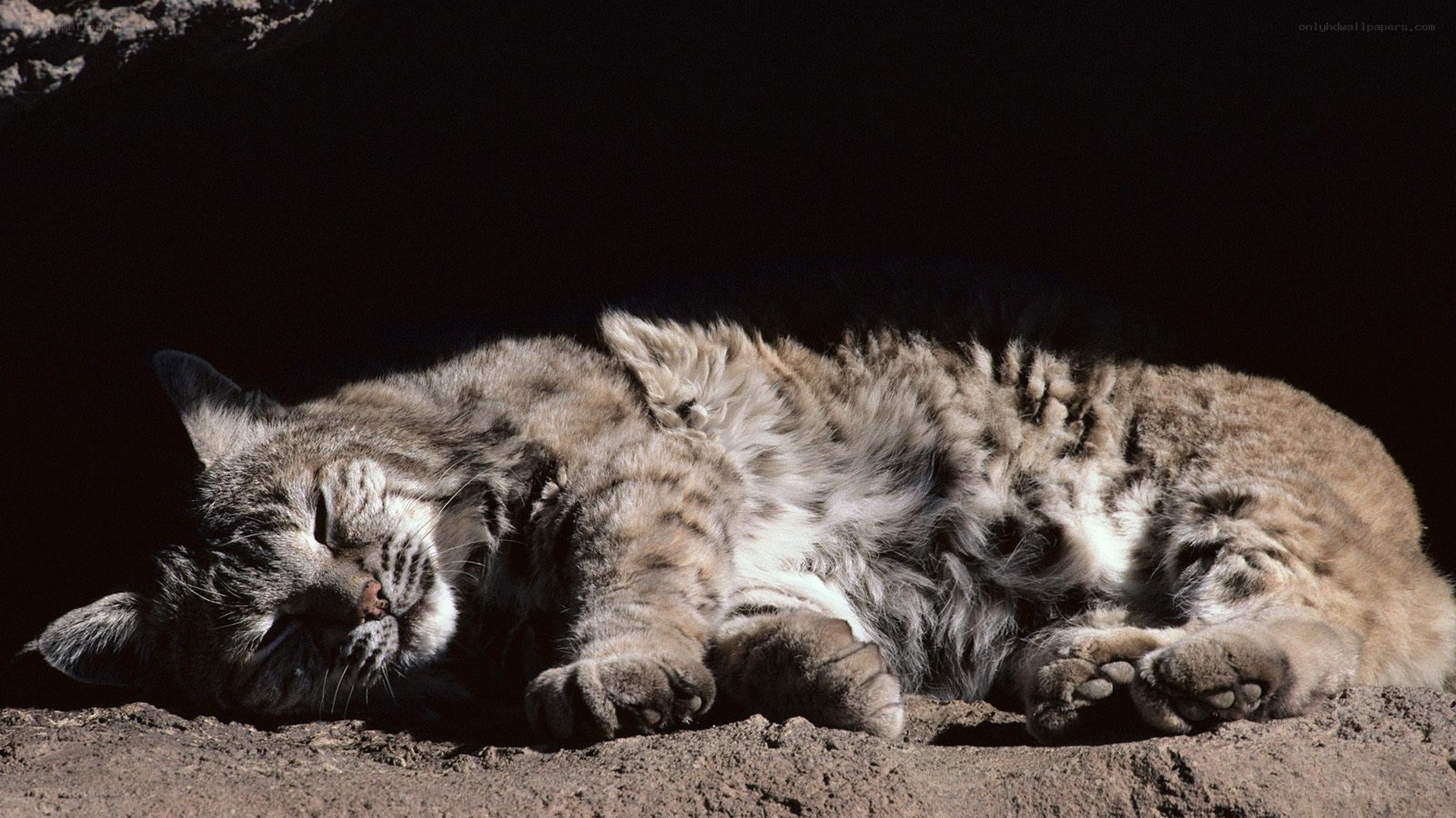 Sleeping bobcat in sunlight