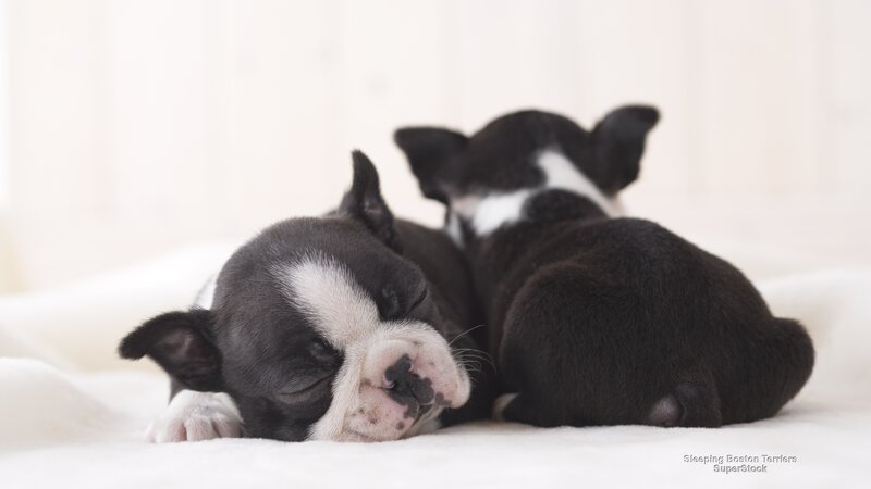 Sleeping Boston Terrier Puppies
