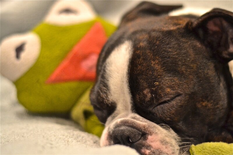 Sleeping Brindle Dog — Brown