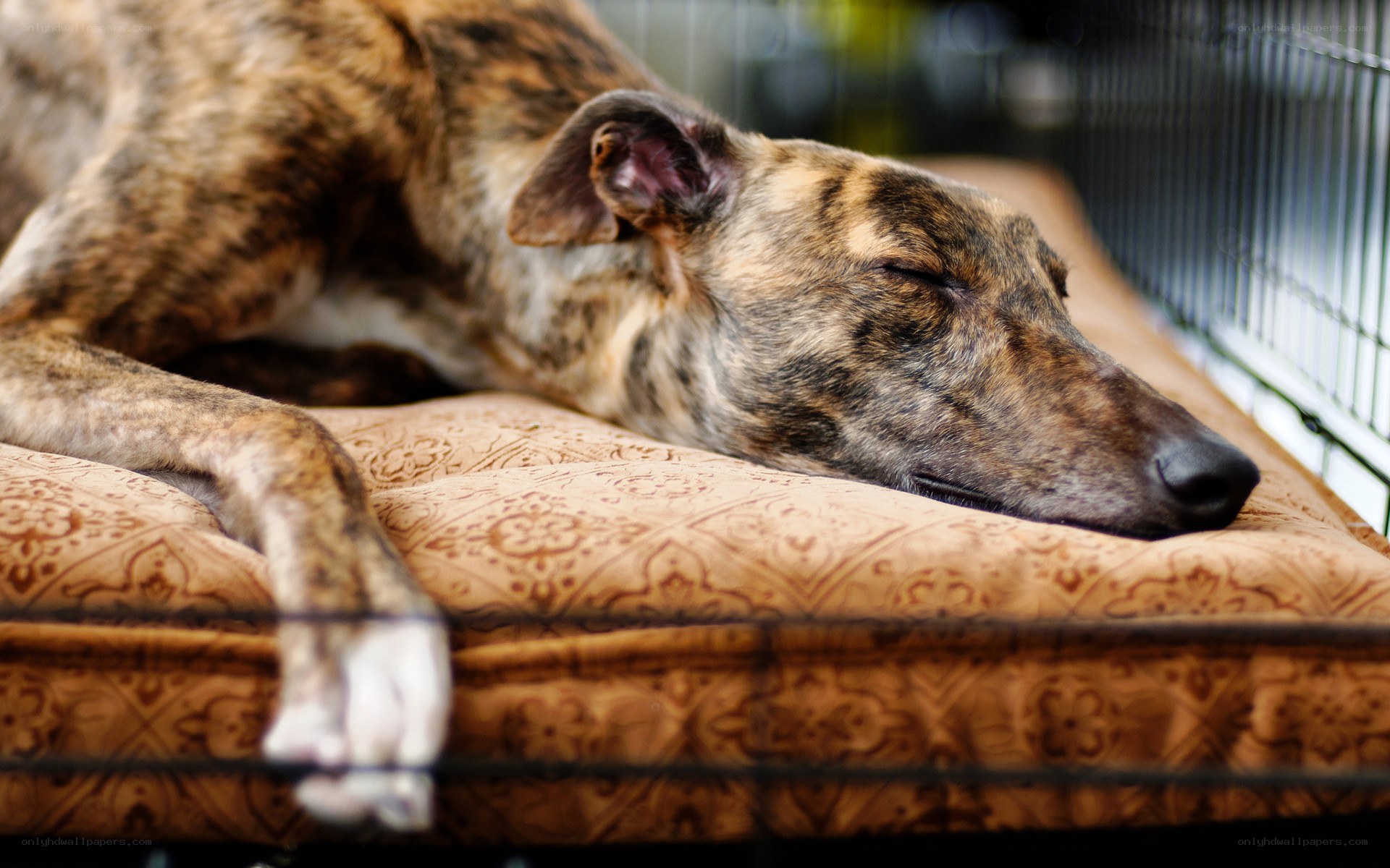 sleeping brindle dog