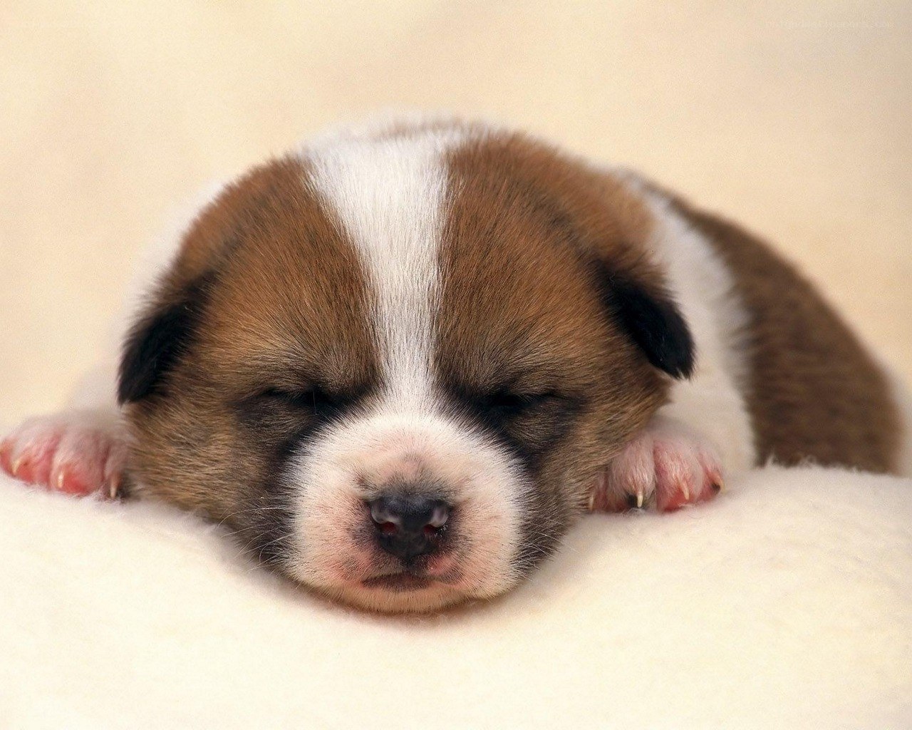 Sleeping brown and white puppy