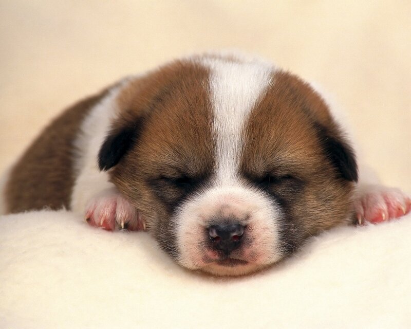 Sleeping brown and white puppy