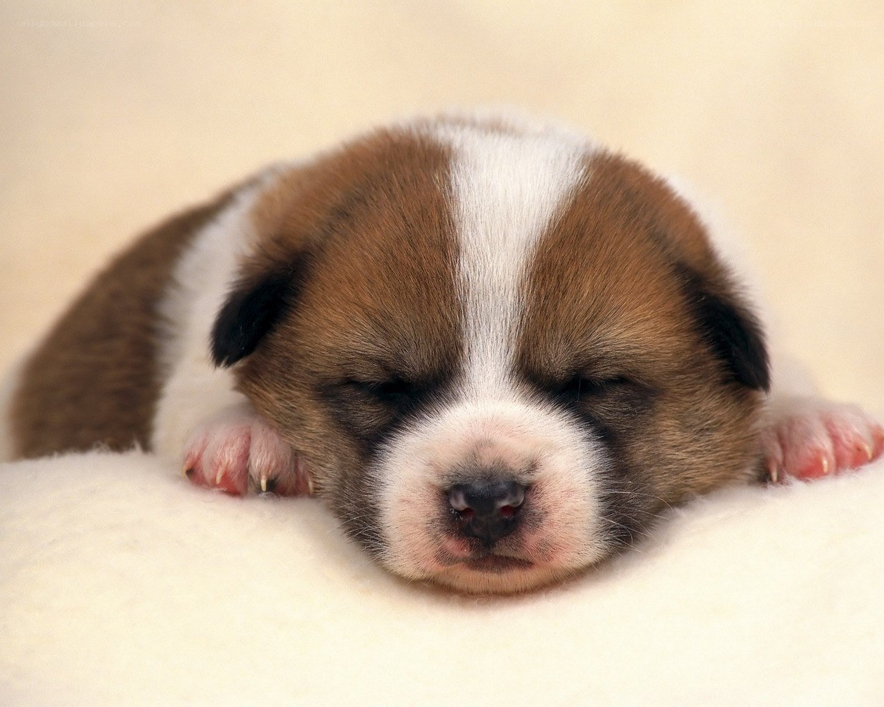 Sleeping brown and white puppy