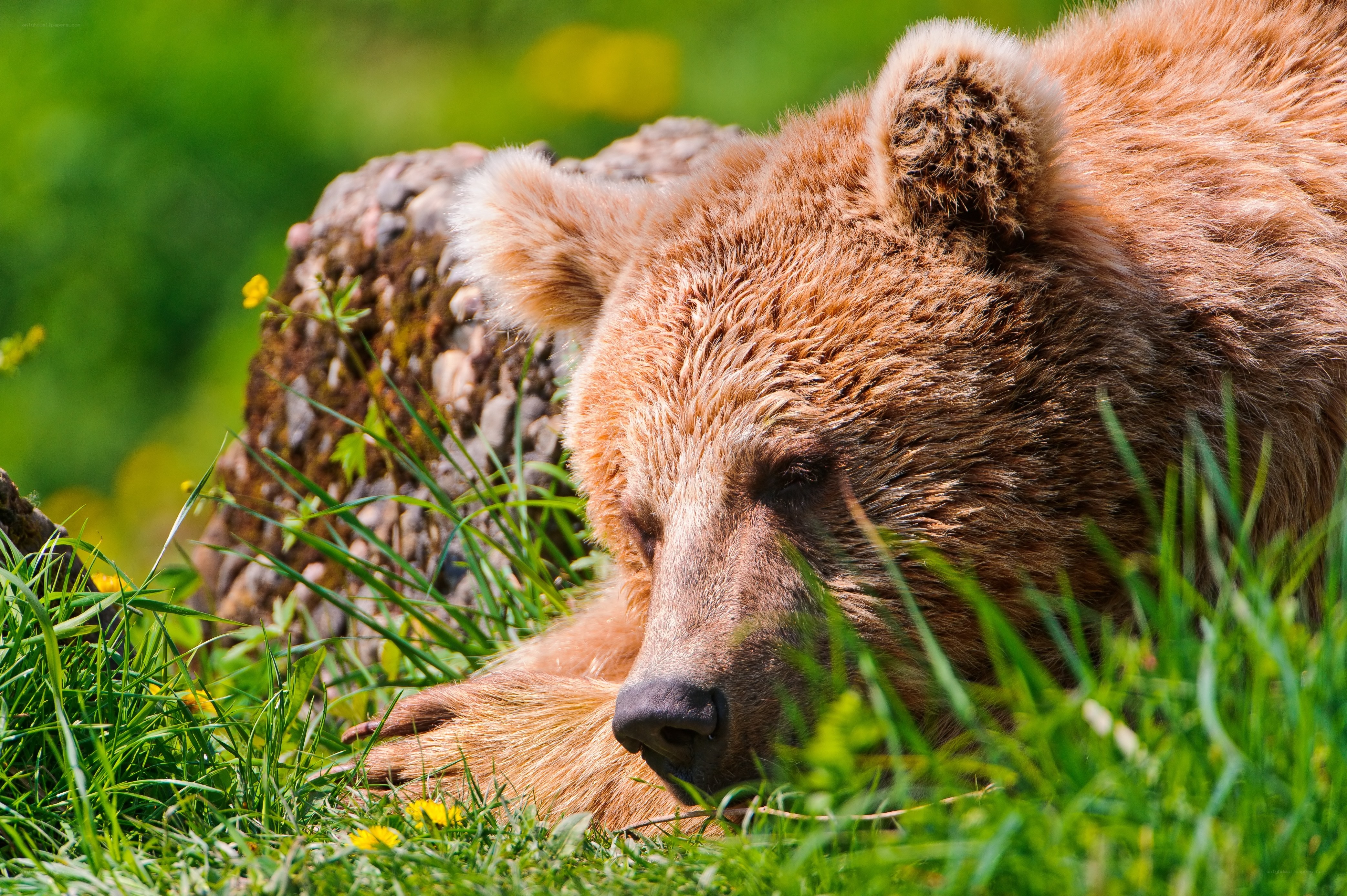 Sleeping brown bear in grass