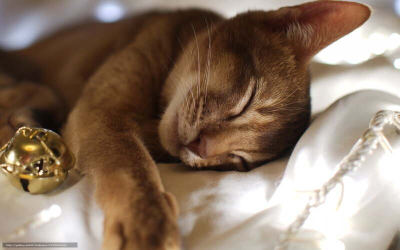 Sleeping Brown Cat — Serene