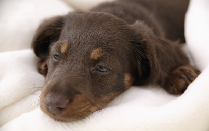 sleeping brown dachshund puppy