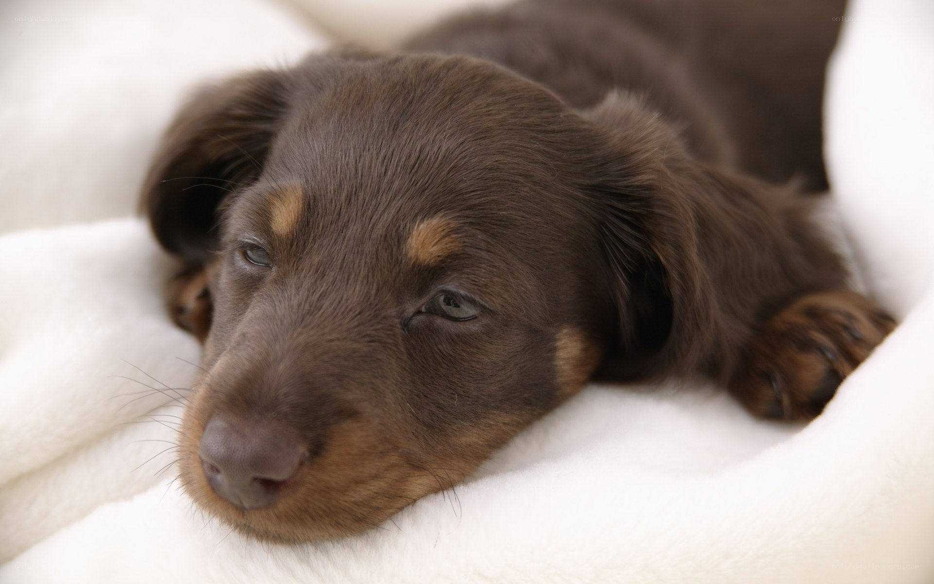 sleeping brown dachshund puppy