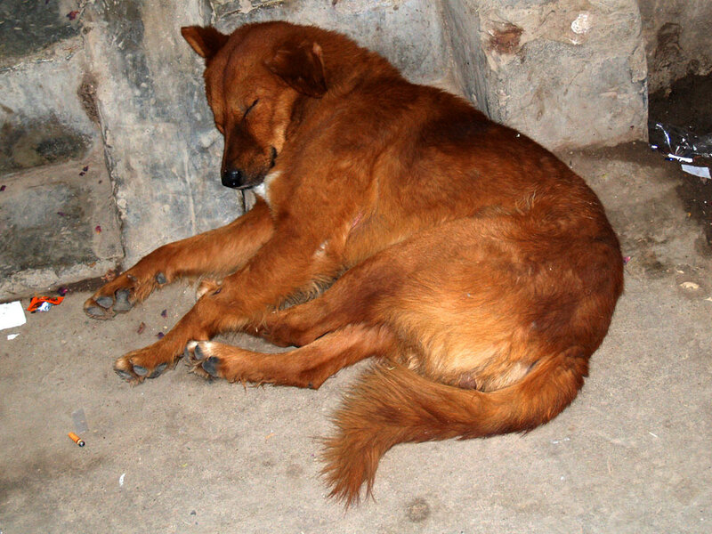 Sleeping brown dog on concrete