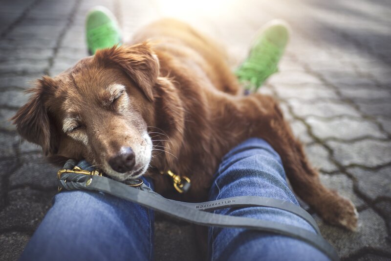 Sleeping Brown Dog — Peaceful