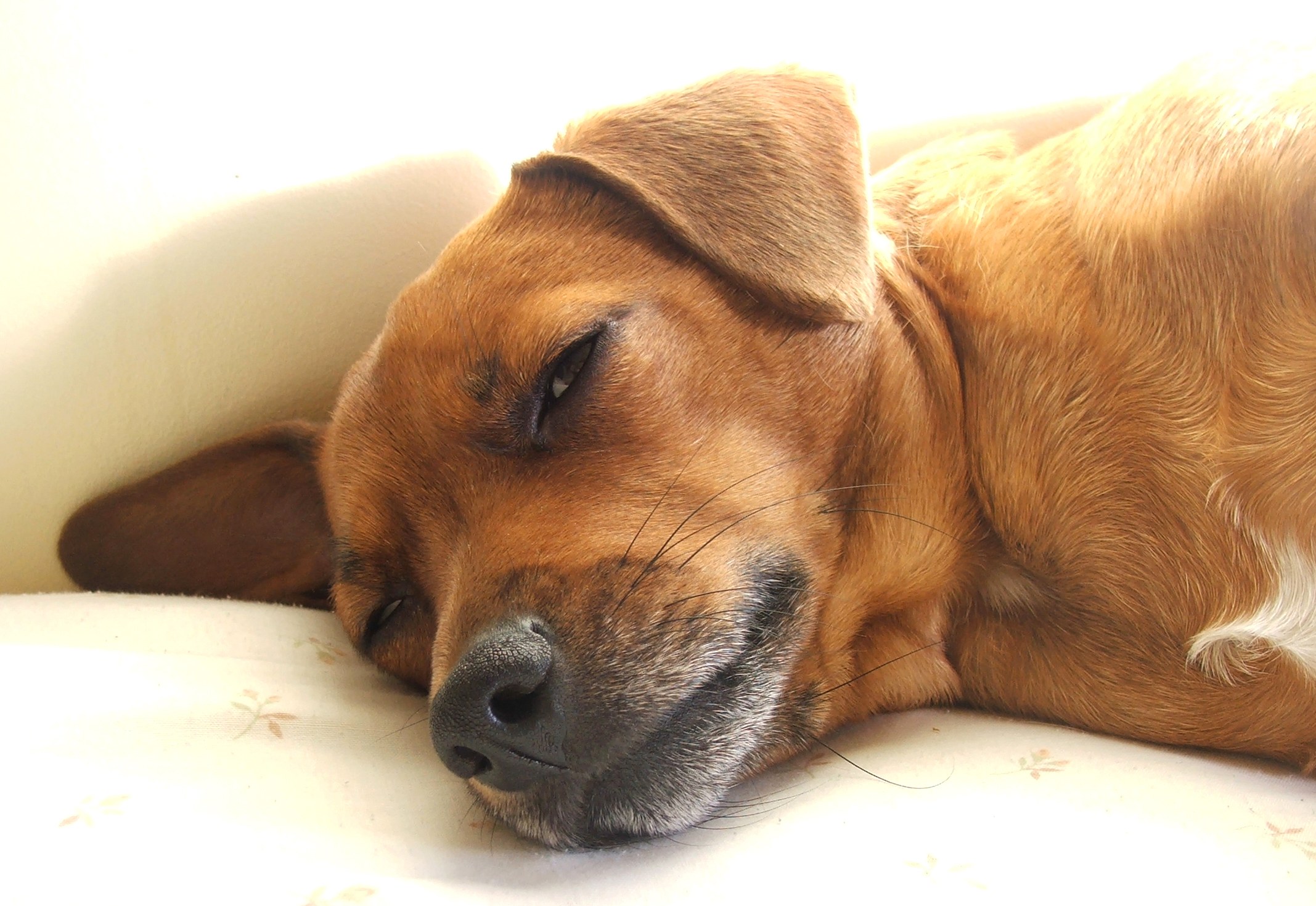 sleeping brown dog