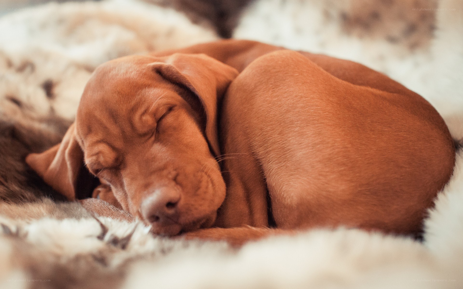 Sleeping brown puppy
