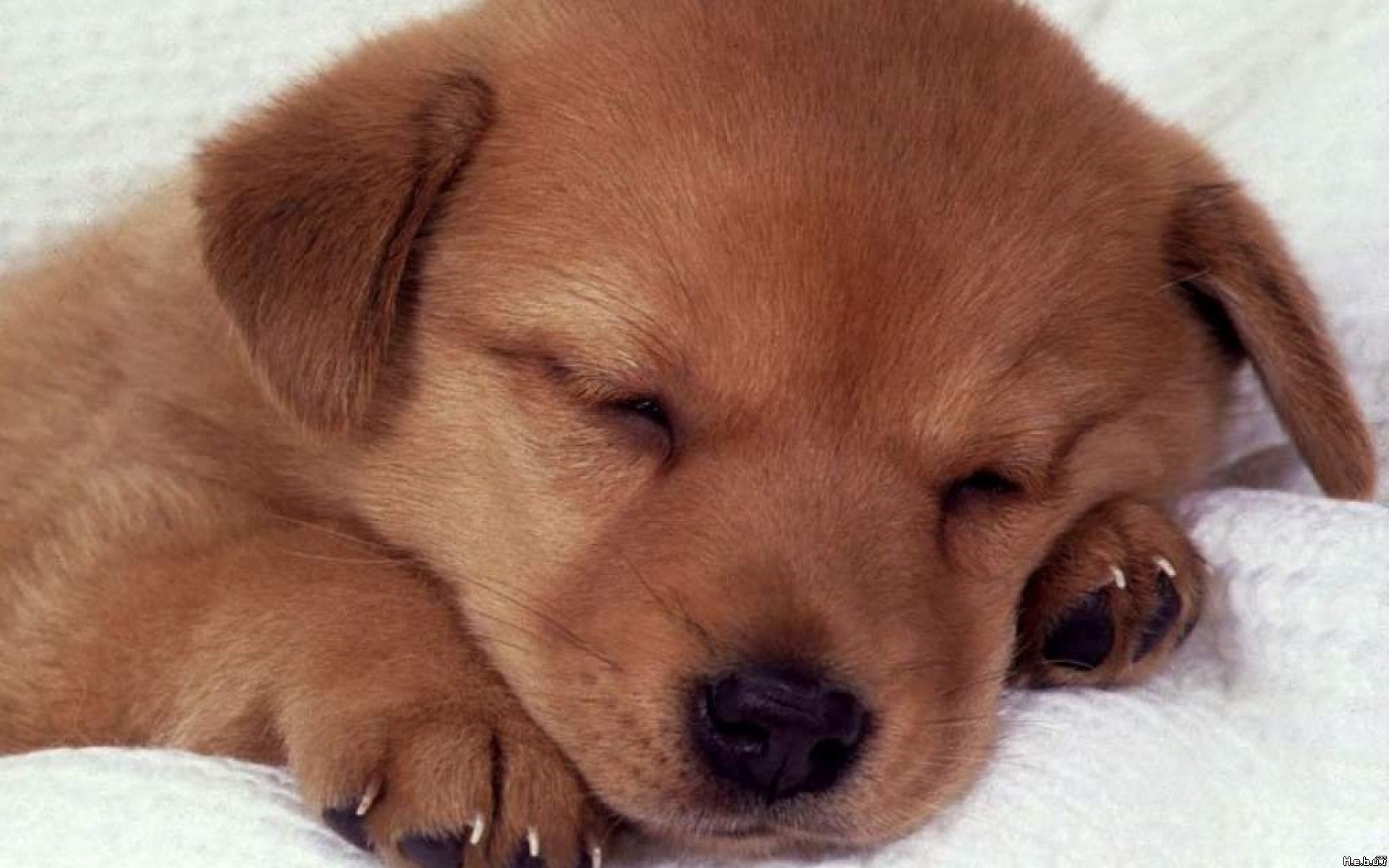 Sleeping brown puppy