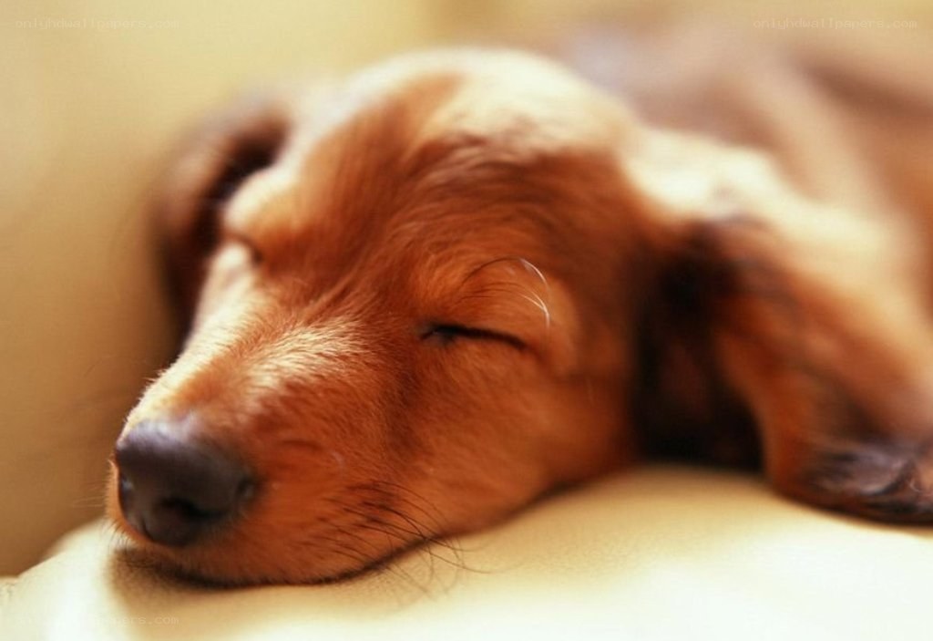 Sleeping brown puppy