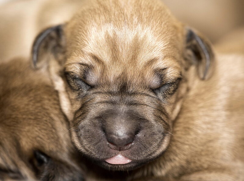 Sleeping Brown Puppy — Peaceful
