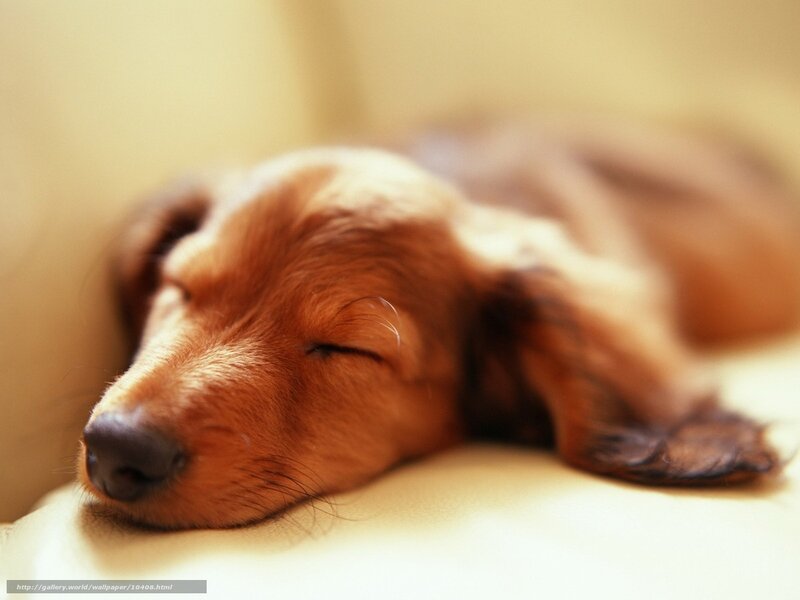Sleeping brown puppy