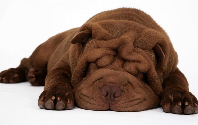Sleeping brown shar-pei puppy