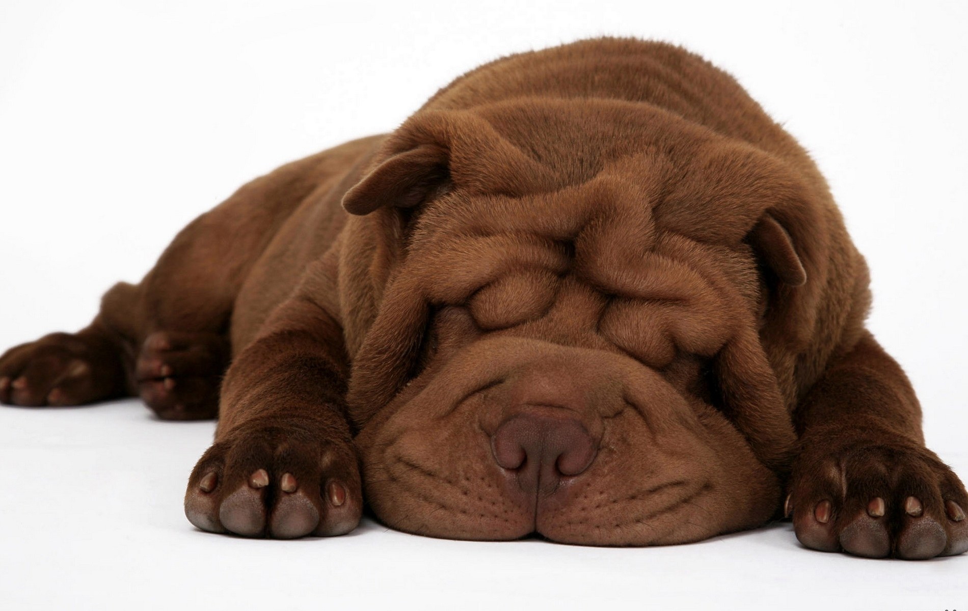 Sleeping brown shar-pei puppy