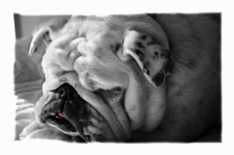 Sleeping Bulldog — Black