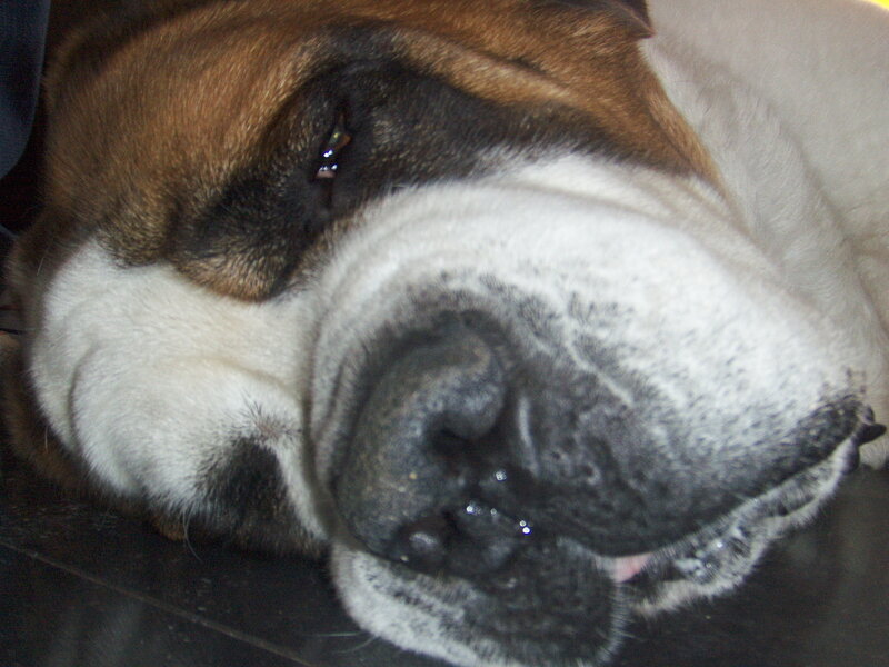 Sleeping Bulldog — Brown, Calm, Photograph