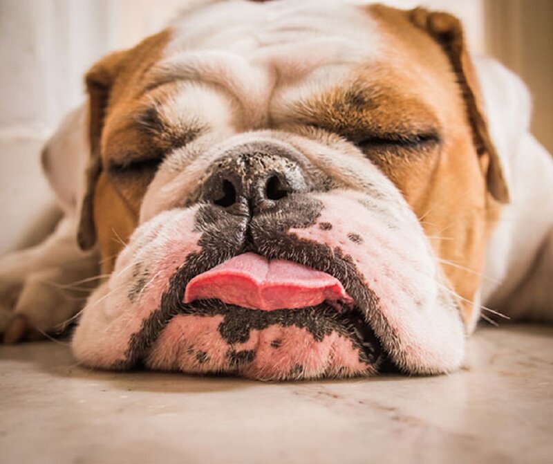 Sleeping Bulldog — Brown, Peaceful, Photograph