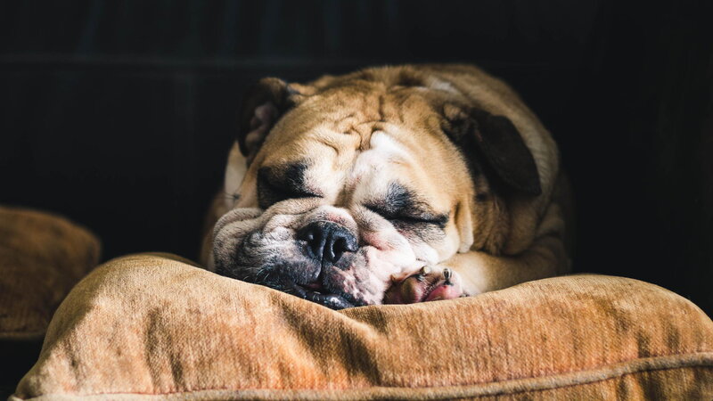 Sleeping Bulldog — Brown, Peaceful