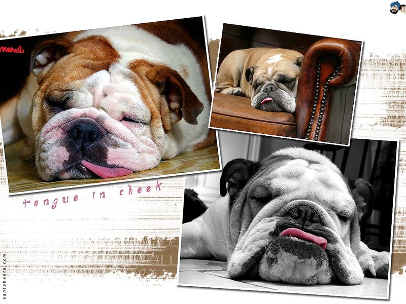 Sleeping Bulldog — Brown