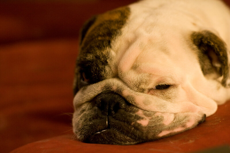 sleeping bulldog dog