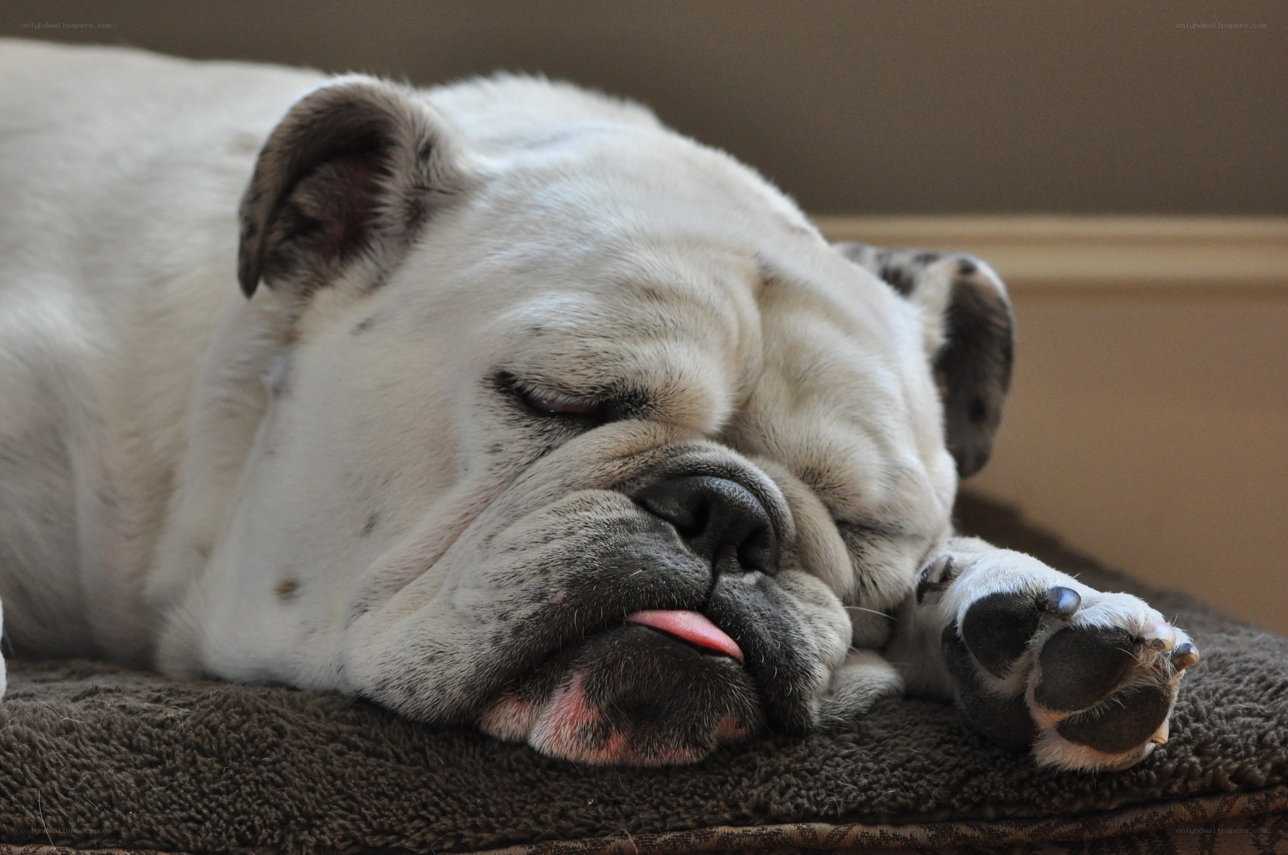 sleeping bulldog dog