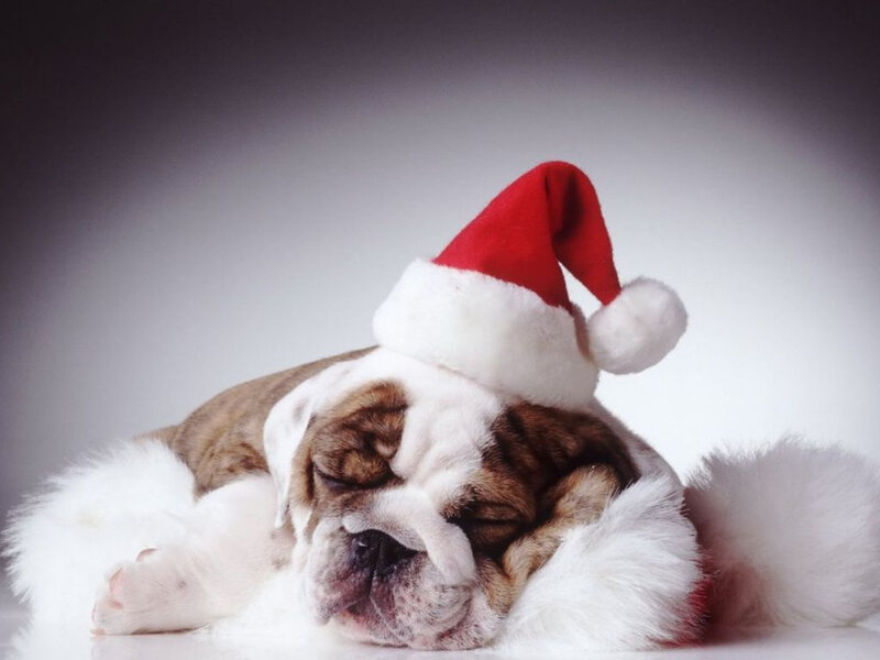 sleeping bulldog in santa hat