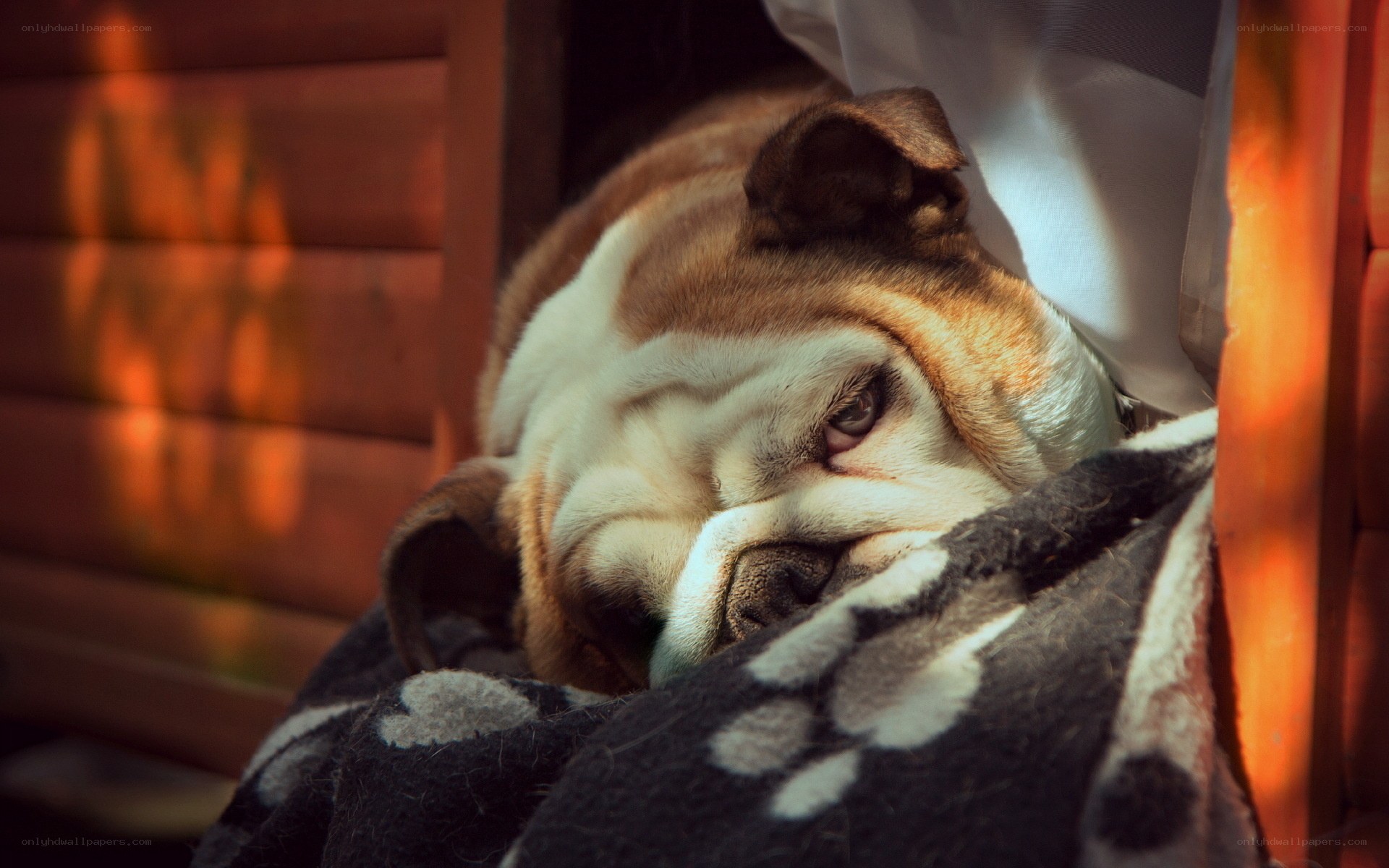 sleeping bulldog in sunlight