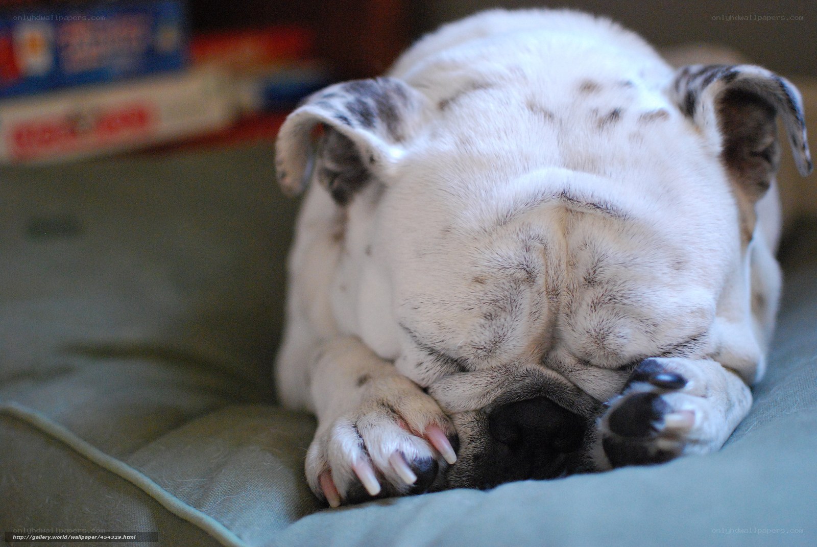Sleeping bulldog on a cushion