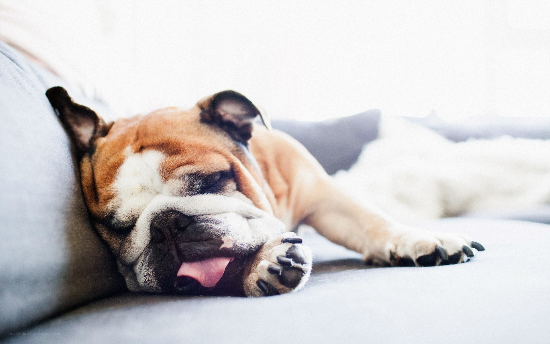 sleeping bulldog on couch