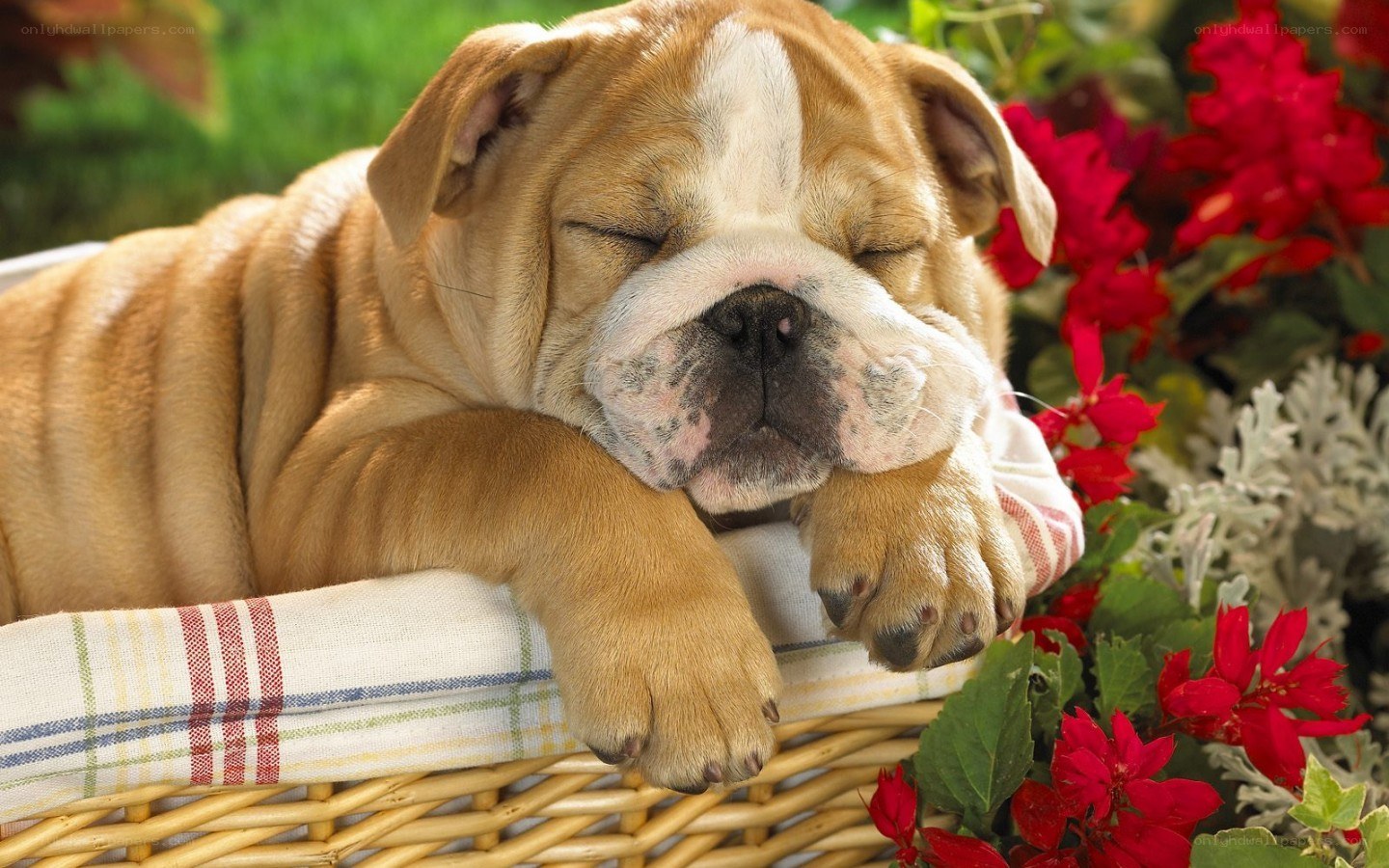 Sleeping bulldog puppy