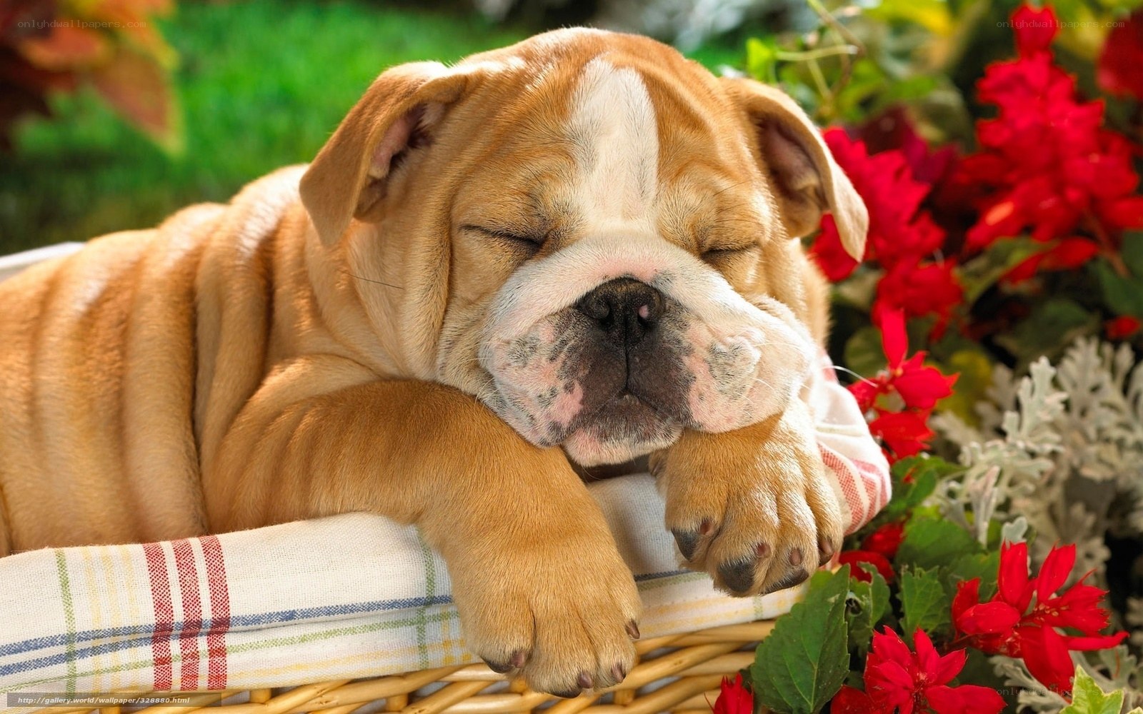 Sleeping bulldog puppy