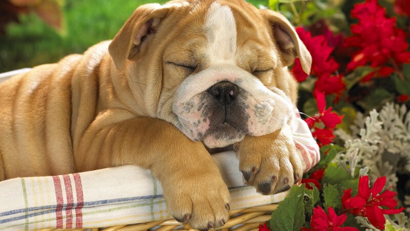 Sleeping bulldog puppy