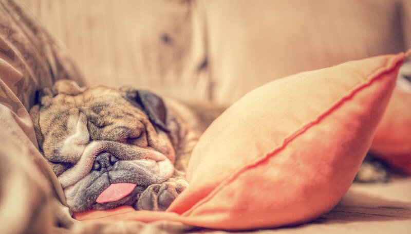 Sleeping Bulldog Puppy — Beige