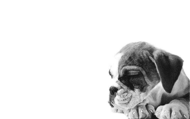 Sleeping Bulldog Puppy — Black