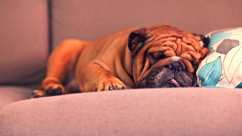 Sleeping Bulldog Puppy — Brown, Peaceful, Photograph, Couch