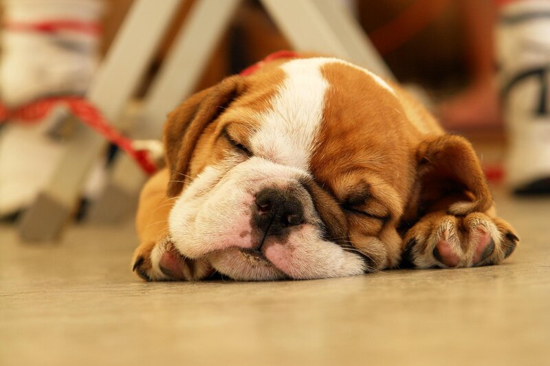 Sleeping Bulldog Puppy — Brown, Peaceful, Photograph, Floor
