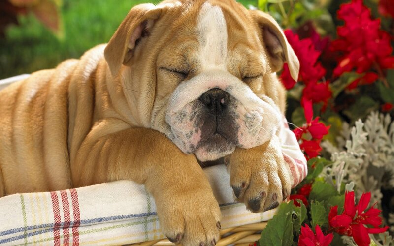 Sleeping Bulldog Puppy — Brown, Peaceful